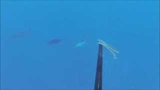 Spearfishing - Sailfish screenshot 5