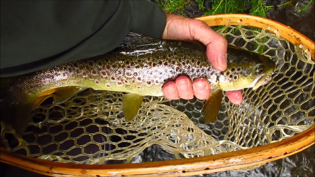 Fast water trout go for gold.