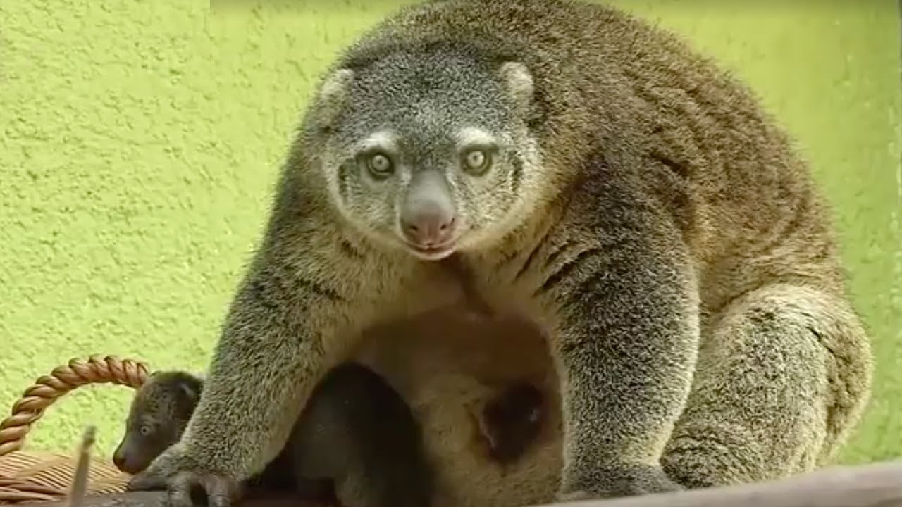 Polish Zoo Claims First Birth Of Rare Bear Cuscus In Captivity Youtube