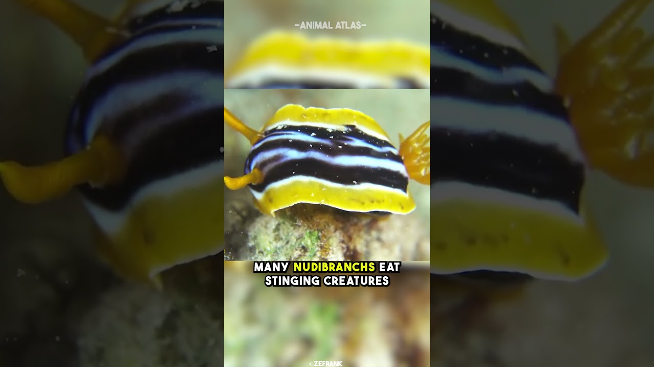 High Fashion Models Of The Sea - Nudibranch