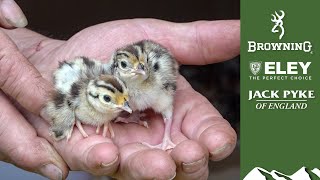 Gamekeepers Diary Hatching And Rearing Gamebirds