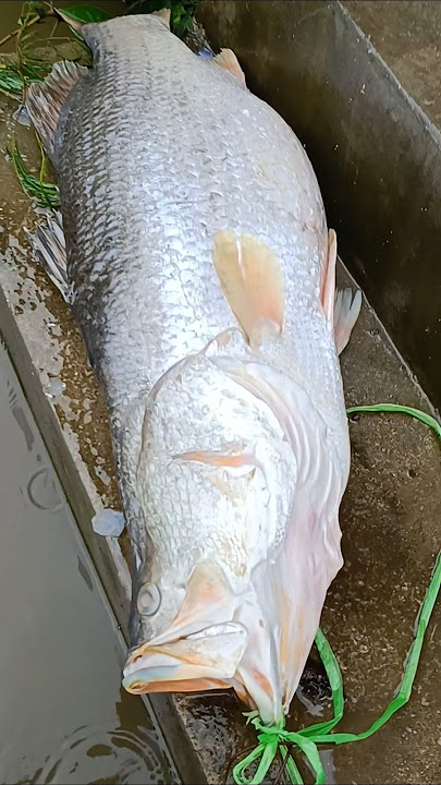 DE AKSYA SAMA DE IJA LAGI NGAPAIN SIIHH😮🥰‼️🥰🐟🐟