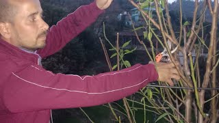 बादाम के पौधे में फलों से पहले प्रूनिंग l Almond Pruning l Pruning of Almond plant before Fruiting__