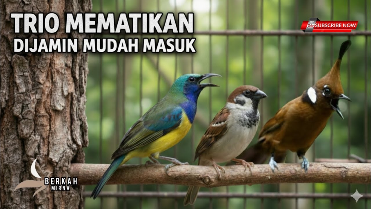🔴TRIO SADIS‼️ DIJAMIN MUDAH MASUK - CUCAK CUNGKOK GEREJA TARUNG CILILIN cocok buat murai batu ijo