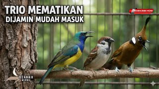 Download Lagu 🔴TRIO SADIS‼️ DIJAMIN MUDAH MASUK - CUCAK CUNGKOK GEREJA TARUNG CILILIN cocok buat murai batu ijo MP3