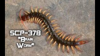 SCP-378 Brain Worm