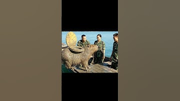 Cái gì cũng là kho báu của Capy #capydethuong #funny #capybara