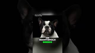 The French Bulldog vs  Boston Terrier  Which Brachycephalic Breed Wins