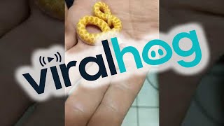 Baby Hognose Snake Playing Dead Fresh From the Egg || ViralHog