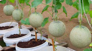 If you follow this method, growing melon cantaloupe will be easy, the fruit will be big & very sweet