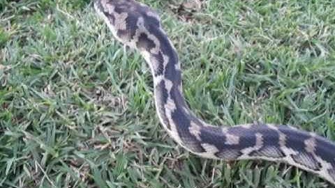 South West Carpet Python