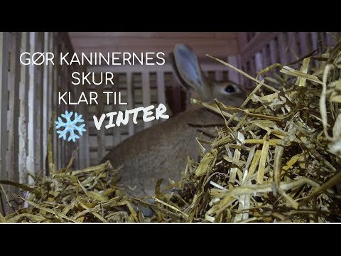Video: Sådan Plejer Du Kaniner Om Vinteren