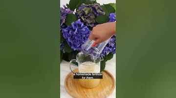 Milky hydrangea fertilizer works wonders!