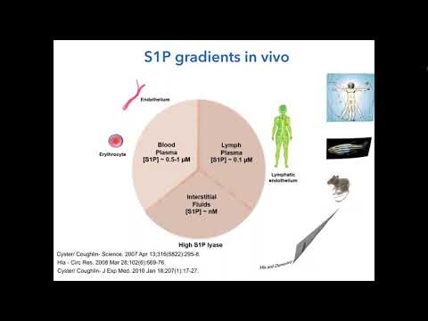 Video: DR5-undertryck Inducerar Sfingosin-1-fosfatberoende TRAF2-polyubikitination, Vilket Leder Till Aktivering Av JNK / AP-1 Och Främjande Av Cancercellinvasion