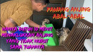 MENAKLUKKAN 4 EKOR ANJING YANG TIDAK PERNAH NURUT SAMA TUANNYA