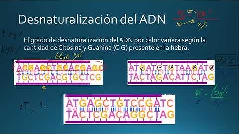 Clase IV medio Desnaturalización ADN