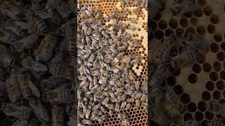 #buckfast #beekeeping #honeybeesting #queen #bee #workerbee #farming #honeybeedance #honey