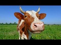 Мычание коровы Корова