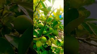 আমার ছাদ বাগানের একটু ভিডিও সুট ✅😘#vairal #shortsvideo #green #garden #nice #song