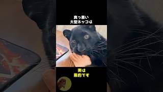 クロヒョウはデカい黒猫ちゃんです..🐈‍⬛ #動物 #雑学 #豆知識 #黒豹 #かわいい