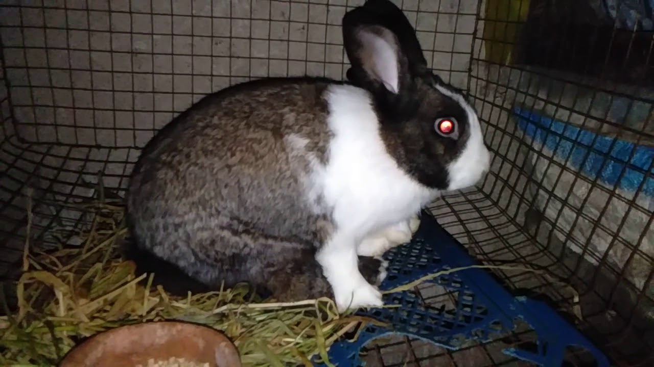 Rabbit Breeding Youtube