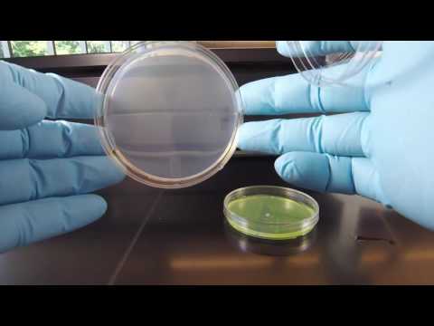 Vídeo: Què és L’agar D’agar I On S’utilitza