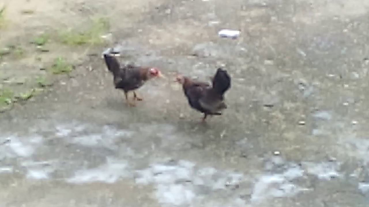 Ayam hutan 