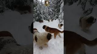 Pack of St Bernard Dogs in Switzerland Snow