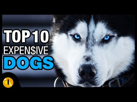 Video: The Most Expensive Dogs In The World: TOP 10