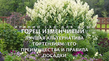 Горец изменчивый//Лучшая альтернатива гортензиям//Его преимущества и правила посадки
