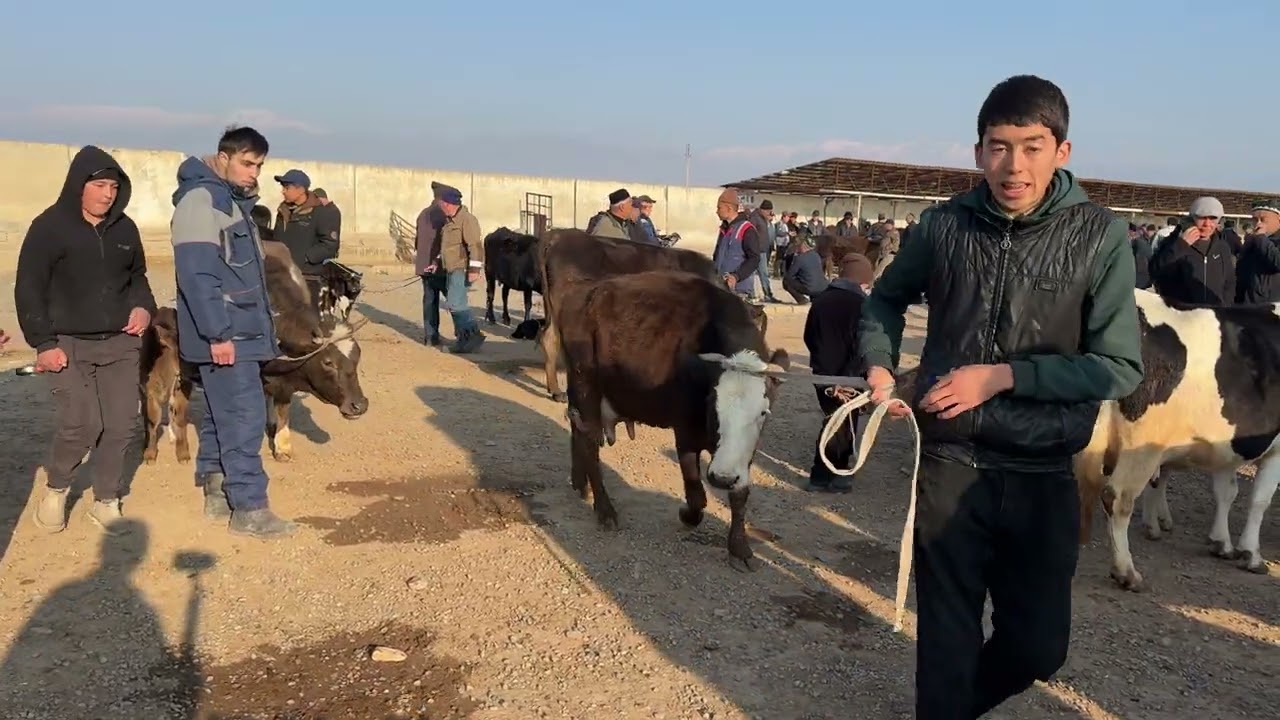 Chust mol bozoridan 2-qism sigirlar narxlari 01.03.2026