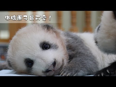 《当熊不让》傲娇团子最可爱！| iPanda