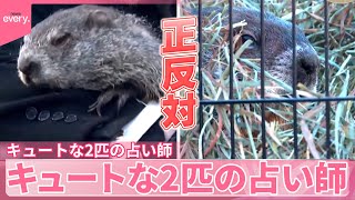 【アメリカ】“春の訪れ”占いバトル  キュートな2匹の占い師『世界のミダシ』