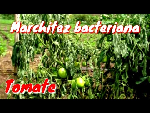 Video: Marchitamiento del tomate: razones por las que las hojas de las plantas de tomate se marchitan