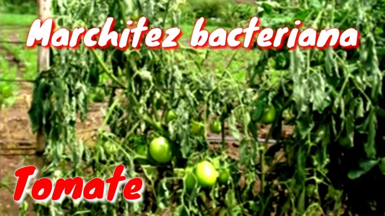 CÓMO COMBATIR EL MARCHITAMIENTO DEL TOMATE