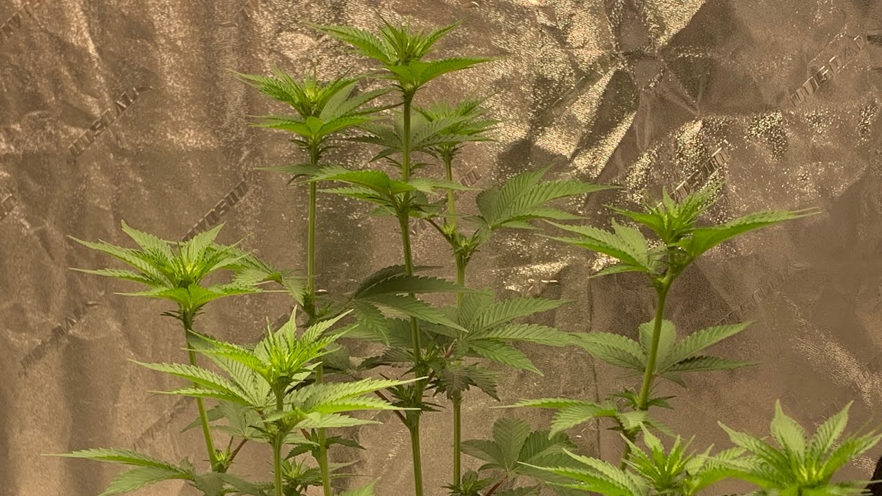 Veg and flowering tent Update