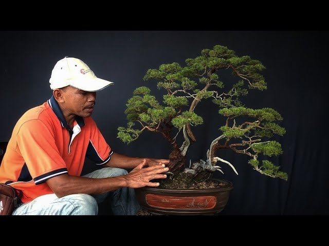 Baeckea Frutenscens Bonsai / Care and Maintenaince class=