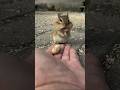#chipmunk #funnyshorts