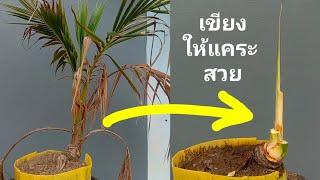 กรีดแต่งบอนไซมะพร้าว ต้นไม่โตจับเขียงให้แคระ แมลงลงยอด Bonsai kelapa