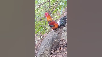 gà rừng gáy hay.qaib qus qua zoo