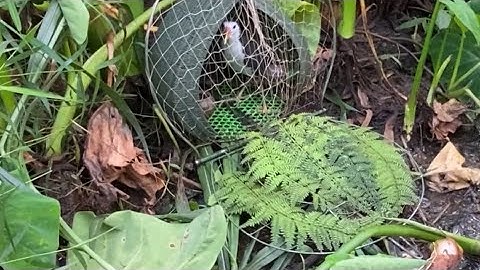 . Bẩy chim quốc mồi tự chơi . Chim trống rút bởi về rất nhanh . Bởi sợ . Không vô đá . Mấy anh 