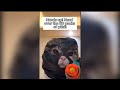FUNNIEST Pets Of 2025 Will BRIGHTEN Your Day TOP Videos Of The YEAR NO 5 FUNNIEST Pets Of 2025 Will BRIGHTEN Your Day TOP Videos Of The YEAR NO 5