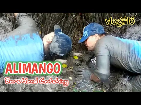 Video: Paano Mahuli Ang Isang Alimango