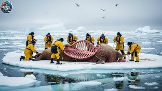 The Sacred Hunt: Butchering a $20,000 Walrus That Keeps an Arctic Town Alive