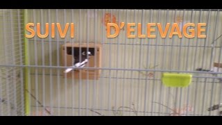 suivi d'élevage+éclosion œuf surprise+nouvelle espèce