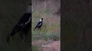 Wild Magpie 2 | Wildlife Photography | Australian Wildlife