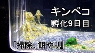 #6 キンペコ繁殖記録　①孵化10日目、隔離1日目、②隔離ケース掃除、③餌の与え方