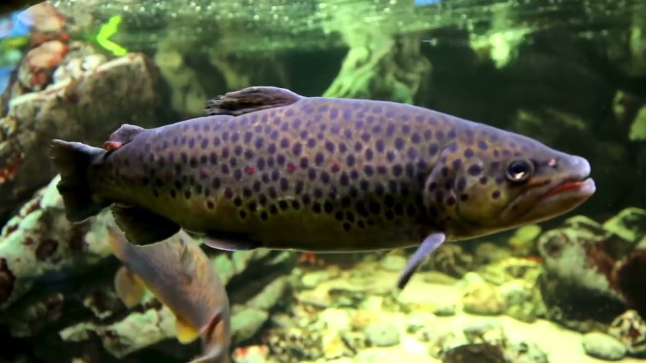 Amazing Aquarium Fish Feeding Frenzy | Relaxing Underwater Views