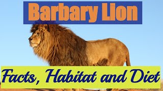 Barbary Lion Facts, Habitat and Diet #barbarylion  #atlaslions by I kiss Animal 2,988 views 1 year ago 3 minutes, 56 seconds