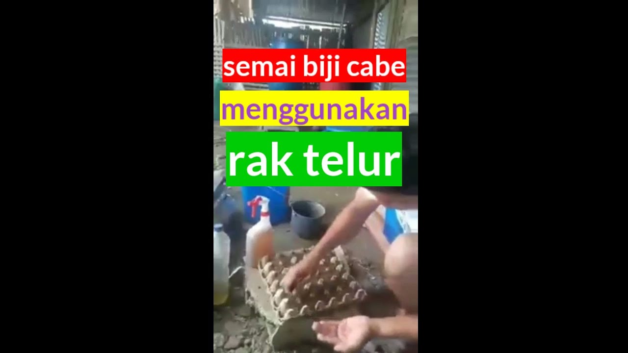  Cara  Semai Bibit Cabe Menggunakan  Rak  Telur YouTube